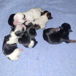 Yorkshire Terrier puppies from Mathiasons Little Barkers