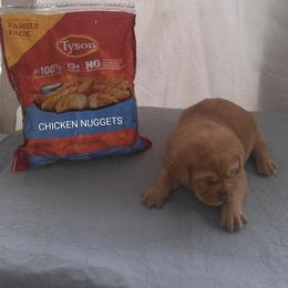 Nugget - Yellow male Labrador Retriever puppy in Prince George, Virginia from Kingdom Kenelz Labradors