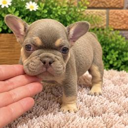 Brandi - Tricolors male French Bulldog puppy in Bell Gardens, California from G bulldogs