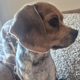 Daisy - Beagle