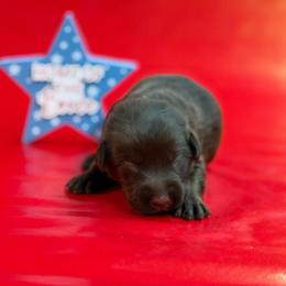 Starling - Chocolate female Labrador Retriever puppy in Isle, Minnesota from Dog Ear Outfitters