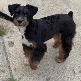 Ember - Miniature Schnauzer