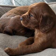 Irish Setter Puppies from Greenbank Hollow Farm