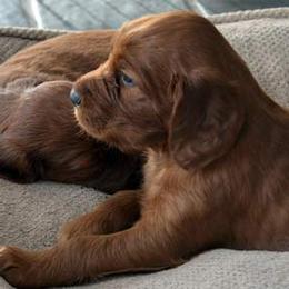 Irish Setter Puppies from Greenbank Hollow Farm