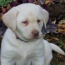 Labrador Retrievers from Silver Sage Labradors