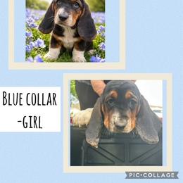 Basset Hound Puppies from Jen's Bassets