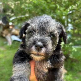 Dolly - Salt and pepper female Miniature Schnauzer puppy in Summerfield, Florida from M & M Schnauzers