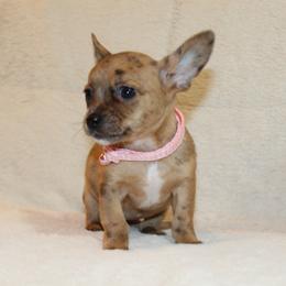 Cinnamon - Merle female Chihuahua puppy in Willamina, Oregon from Cherished Chihuahuas