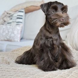 Abby - Miniature Schnauzer