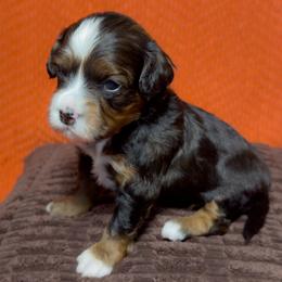 Diamond - Tri-color female Bernedoodle puppy in Bradenton, Florida from Peanut Butter Doodles