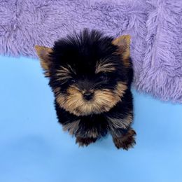 Yorkshire Terrier Puppies from The Royal Yorkie Den LLC