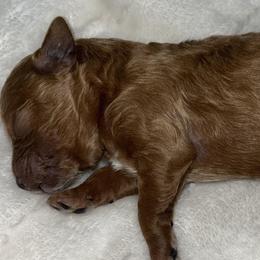 Poodle Puppies from Blessed Acres Miniature Poodles