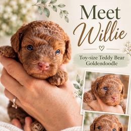 Wilder - Apricot male Goldendoodle puppy in Millville, California from Hope Lane Kennels