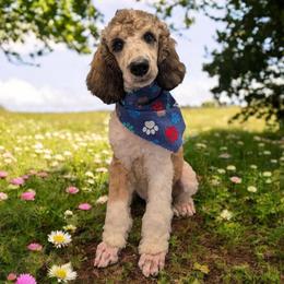 Hades - Sable male Poodle puppy in Magnolia, Texas from Celestial Jewels Poodles