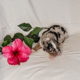 Girl 1 - Blue merle female Australian Shepherd puppy in Chino, California from RanchLand Aussies HC