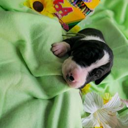 Forest Green - Mantle male Great Dane puppy in Brookings, South Dakota from Debonair Danes