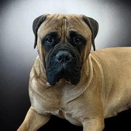 Phoebe - Bullmastiff