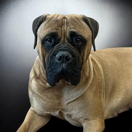 Phoebe - Bullmastiff
