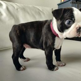 Boston Terrier Puppies from Little Daemons Boston Terriers