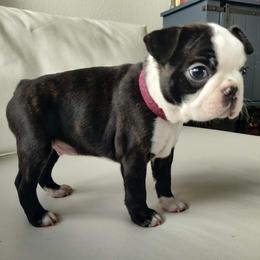 Boston Terrier Puppies from Little Daemons Boston Terriers