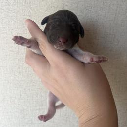 Girl 3 - Liver roan female German Shorthaired Pointer puppy in Section, Alabama from Emily's GSPs