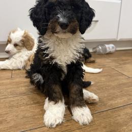 Bernedoodle Puppies from Rebecca Vandersluis