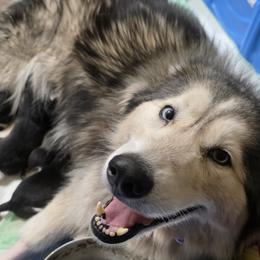 Heidi - Siberian Husky