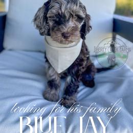 Blue Jay - Merle male Goldendoodle puppy in Cleveland, Tennessee from Liberty Creek Farms
