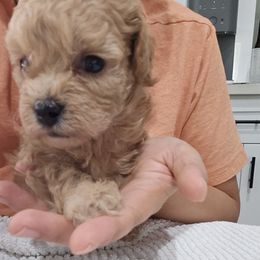 Coco - Apricot female Poodle puppy in Corona, California from Poodle house CA