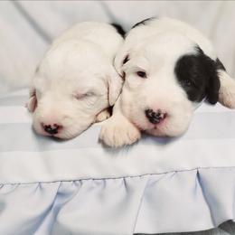 Female pups - Gray and white female Old English Sheepdog puppy in Smallett, Missouri from Chasin Angus Sheepdogs