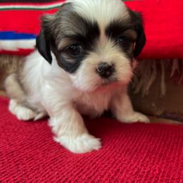 Shih Tzu Puppies from Holy City Shih Tzu