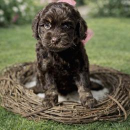 White girl - Chocolate female Australian Labradoodle puppy in Anderson, California from Shaggy Doodles