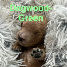 Dagwood - Red male Cavapoo puppy in Hayden, Alabama from Agape Southern Farms