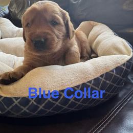 Russet - Dark golden male Golden Retriever puppy in Lebec, California from Socalretrievers