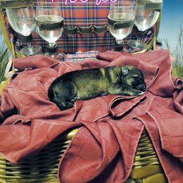 German Shepherd Puppies from Shepherd's Watch