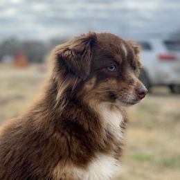 Ariel  - Toy Australian Shepherd