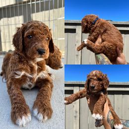 Poodle Puppies from Quintero Poodles