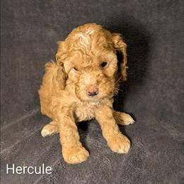 Hercule - Golden male Cockapoo puppy in Sunset, Louisiana from Cano Cockapoos