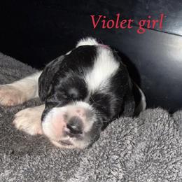 Girl 4 , fuschia collar - Blue roan female Cocker Spaniel puppy in Boca Raton, Florida from Gold-Coast Cockers