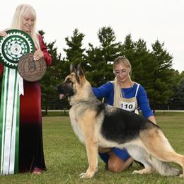 German Shepherds from Patmar German Shepherds