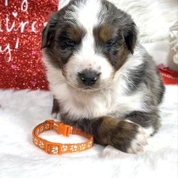 Hector - Blue merle male Australian Shepherd puppy in Vail, Iowa from Homegrown Huskies