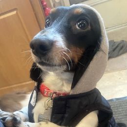 George - Dachshund