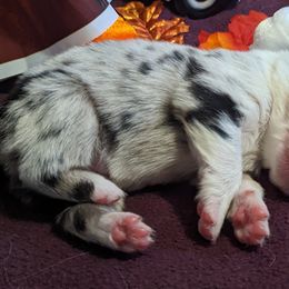 Girl 5 - Australian Shepherd puppy in Rockford, Illinois from Andover Aussies