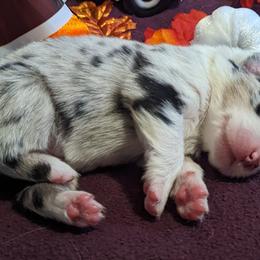 Girl 5 - Australian Shepherd puppy in Rockford, Illinois from Andover Aussies