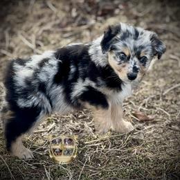 Alabama - female Miniature Australian Shepherd puppy in El Dorado Springs, Missouri from HP Aussie Kennels