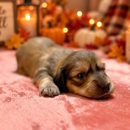 Buffy - Cream female Dachshund puppy in Crestview, Florida from Neverending Dachies