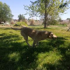 Ghost - Chesapeake Bay Retriever