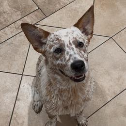 Atlas - Red mottled male Australian Cattle Dog puppy in Scurry, Texas from RedHorizon AKC Australian Cattle Dogs (Heelers)