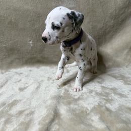 Macadamia - White and black female Dalmatian puppy in Fort Worth, Texas from Xzayvius Stitt