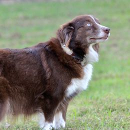 Mercedes - Miniature Australian Shepherd